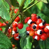 Guarana-Früchte mit roten Schalen und schwarzen Kernen, die an Augen erinnern. Die Guarana-Wirkung auf Haare ist bekannt.