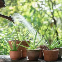Gießkanne bewässert Aloe Vera Pflanzen. Die Pflanze ist bekannt für ihre **Aloe Vera Anwendung Haut**-Pflege.