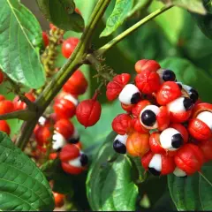 Guarana-Früchte mit roten Schalen und schwarzen Kernen, die an Augen erinnern. Die Guarana-Wirkung auf Haare ist bekannt.