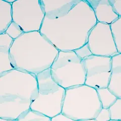 Mikroskopische Aufnahme von pflanzlichen stammzellen, die durch blaue Zellwände verbunden sind und sich zu einer wabenartigen Struktur formen.