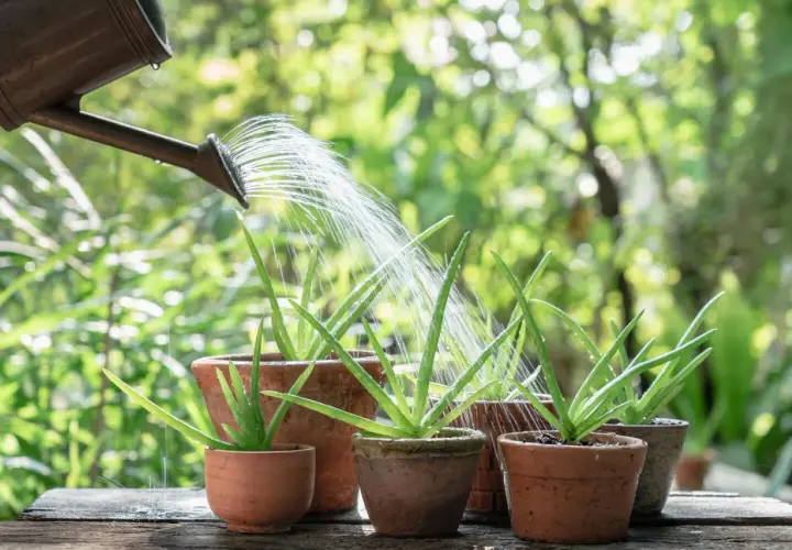 Gießkanne bewässert Aloe Vera Pflanzen. Die Pflanze ist bekannt für ihre **Aloe Vera Anwendung Haut**-Pflege.