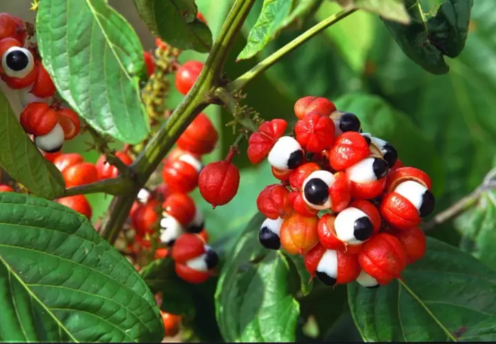 Guarana-Früchte mit roten Schalen und schwarzen Kernen, die an Augen erinnern. Die Guarana-Wirkung auf Haare ist bekannt.