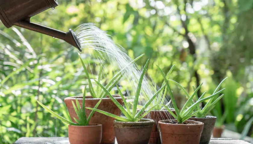 Gießkanne bewässert Aloe Vera Pflanzen. Die Pflanze ist bekannt für ihre **Aloe Vera Anwendung Haut**-Pflege.