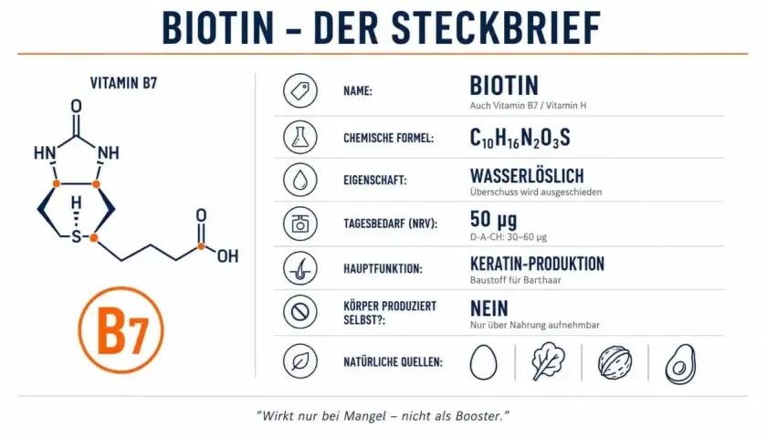 Steckbrief zu Vitamin B7 (Biotin): chemische Formel, Tagesbedarf, Hauptfunktion Keratin-Produktion, natürliche Quellen wie Eier.