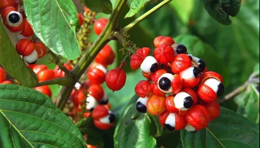 Guarana-Früchte mit roten Schalen und schwarzen Kernen, die an Augen erinnern. Die Guarana-Wirkung auf Haare ist bekannt.
