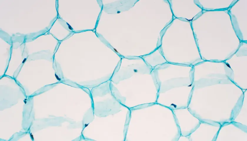 Mikroskopische Aufnahme von pflanzlichen stammzellen, die durch blaue Zellwände verbunden sind und sich zu einer wabenartigen Struktur formen.