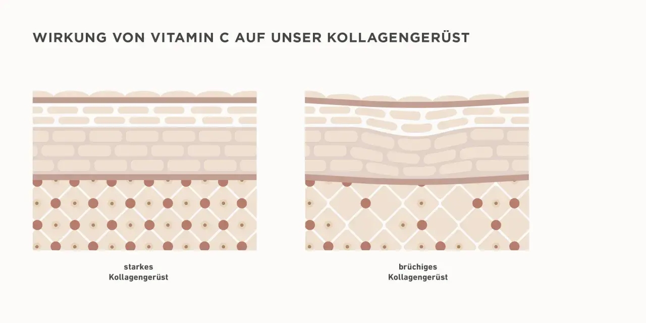 Vergleich von starkem und brüchigem Kollagengerüst der Haut. Vitamin C stärkt die Hautstruktur.