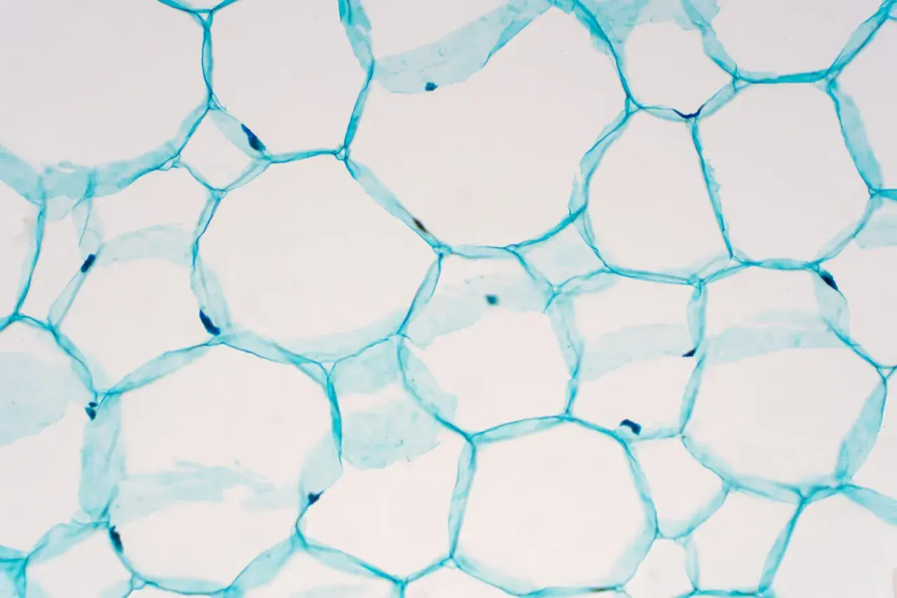 Mikroskopische Aufnahme von pflanzlichen stammzellen, die durch blaue Zellwände verbunden sind und sich zu einer wabenartigen Struktur formen.