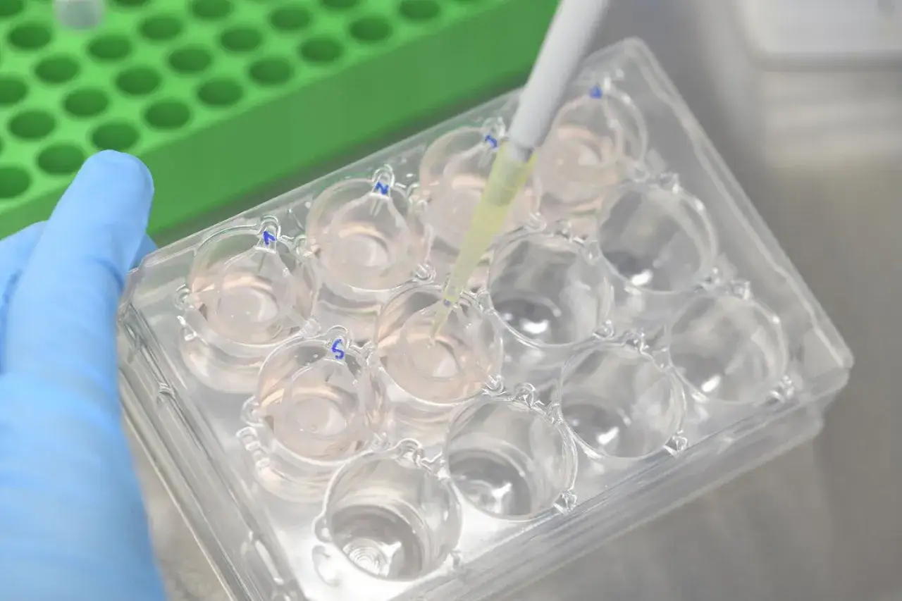 Pipette gibt Flüssigkeit in Zellkulturplatte. Forschung für Alternativen zu loreal tierversuche.