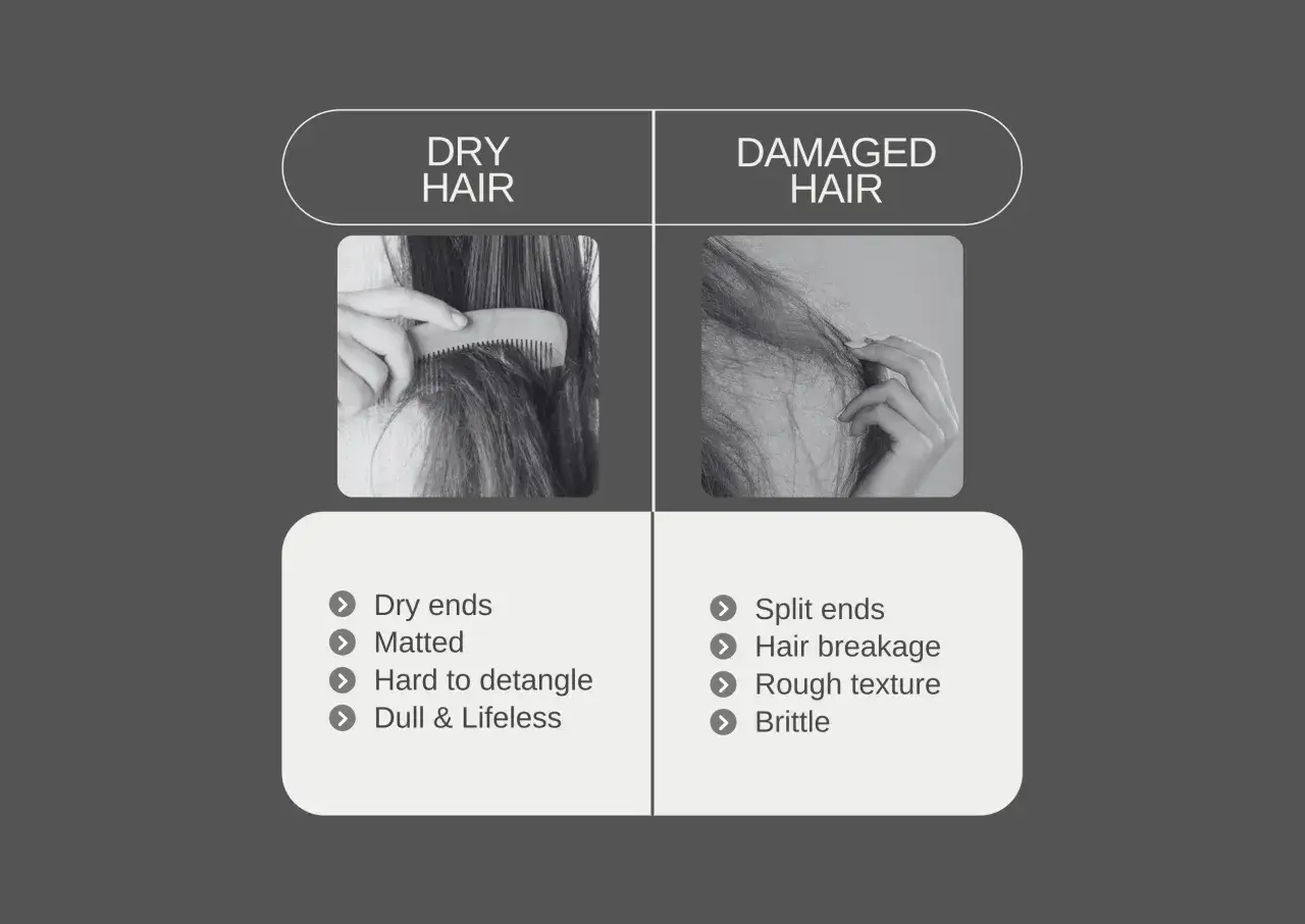 Vergleich: Trockenes Haar ist matt und schwer zu k&auml;mmen. Kaputte Haare haben Spliss, brechen leicht und sehen rau aus.