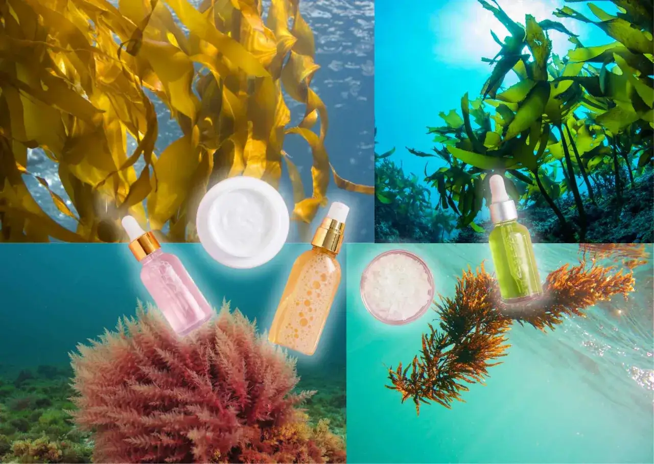 Unterwasserwelt mit Algen und Hautpflegeprodukten. Algenextrakt wirkt pflegend und revitalisierend für die Haut.