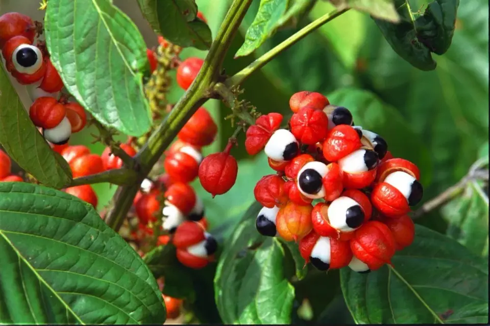 Guarana für Haare - Was wirklich hilft & was nicht